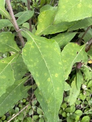 Helianthus resinosus