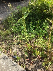 Epipactis helleborine helleborine