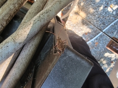 Leptoglossus corculus