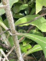 Helianthus resinosus