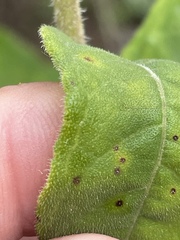 Helianthus resinosus