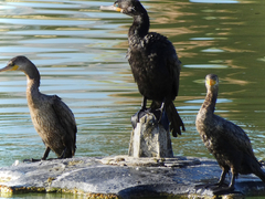 Nannopterum brasilianum