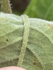 Helianthus resinosus