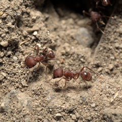 Pogonomyrmex salinus