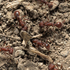 Pogonomyrmex salinus