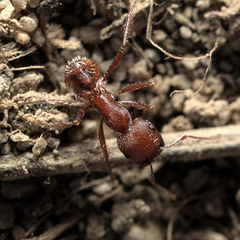 Pogonomyrmex salinus