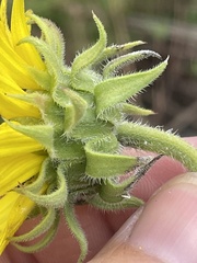 Helianthus resinosus
