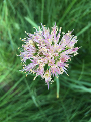 Allium validum