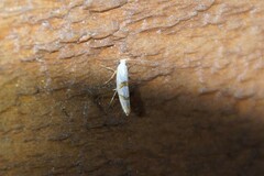 Argyresthia oreasella