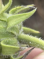 Helianthus resinosus