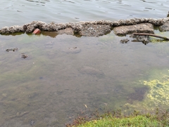 Ficopomatus enigmaticus