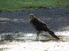 Accipiter cooperii