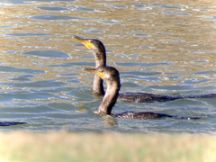 Nannopterum brasilianum