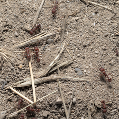 Pogonomyrmex salinus