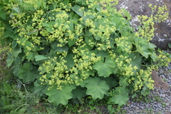 Alchemilla mollis