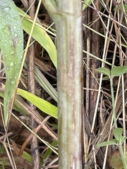 Helianthus resinosus