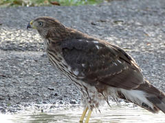 Accipiter cooperii