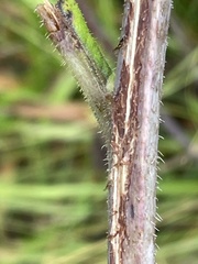 Helianthus resinosus