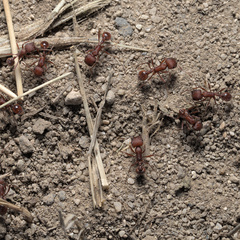 Pogonomyrmex salinus