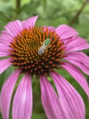 Agapostemon virescens