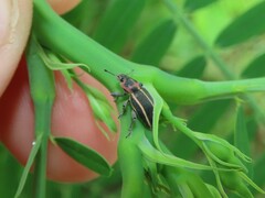 Eudiagogus maryae