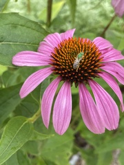 Agapostemon virescens