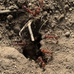 Pogonomyrmex salinus