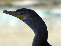 Nannopterum brasilianum