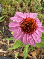Echinacea purpurea