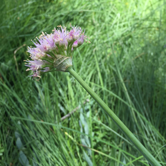 Allium validum