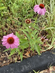 Echinacea purpurea
