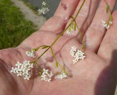 Galium palustre
