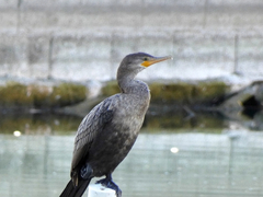 Nannopterum brasilianum