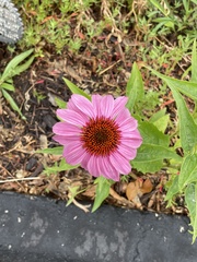 Echinacea purpurea