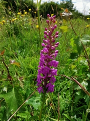 Gymnadenia densiflora