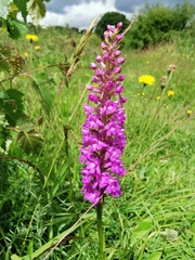 Gymnadenia densiflora