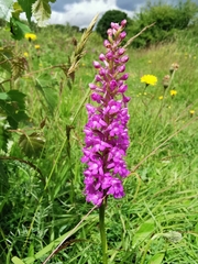 Gymnadenia densiflora