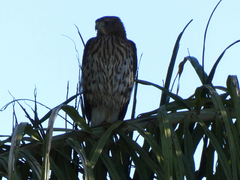 Accipiter cooperii