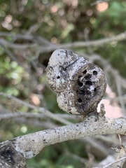 Callirhytis quercusbatatoides