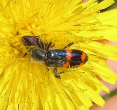 Trichodes ircutensis