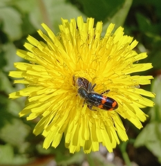 Trichodes ircutensis