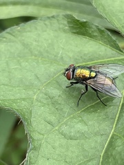 Lucilia sericata