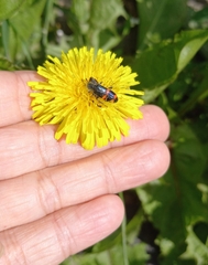 Trichodes ircutensis