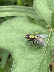 Lucilia sericata