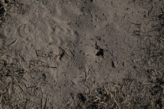 Pogonomyrmex salinus