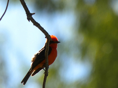 Pyrocephalus rubinus