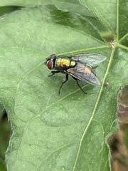 Lucilia sericata