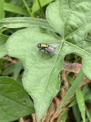 Lucilia sericata