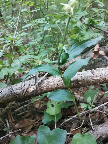 Image of Epipactis muelleri by (c) Ljaž, some rights reserved (CC BY)