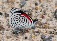 Diaethria anna